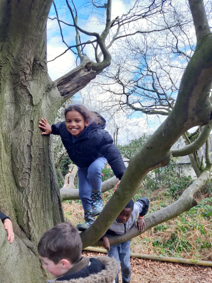 Stmattsprimary's tweet photo. Let's climb a tree Year 2 https://t.co/np3DNcn3VW