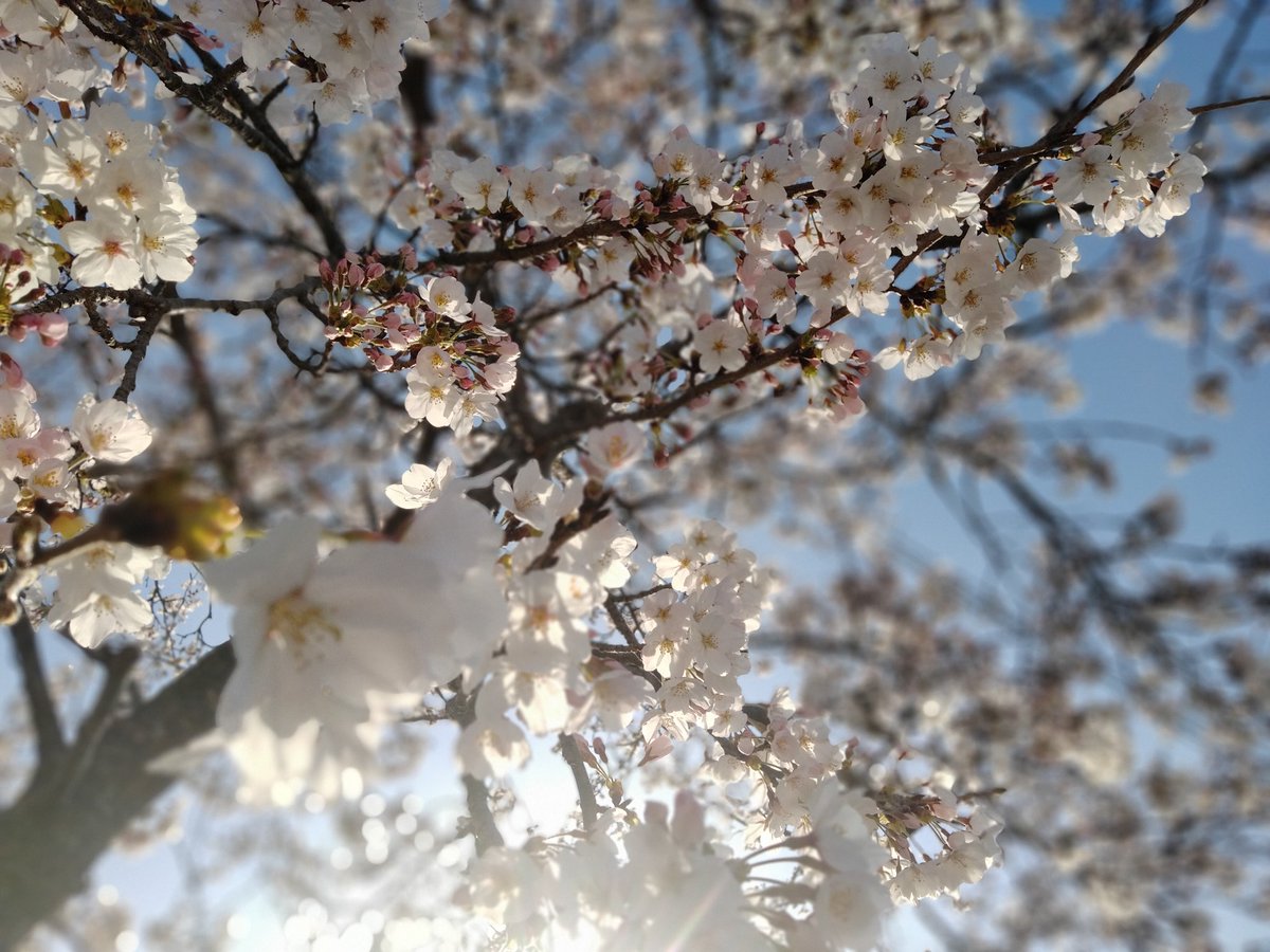 5963BEER's tweet photo. 朝の思い出。今年もお花見はお預けの予感です! https://t.co/nCocLzCCwd