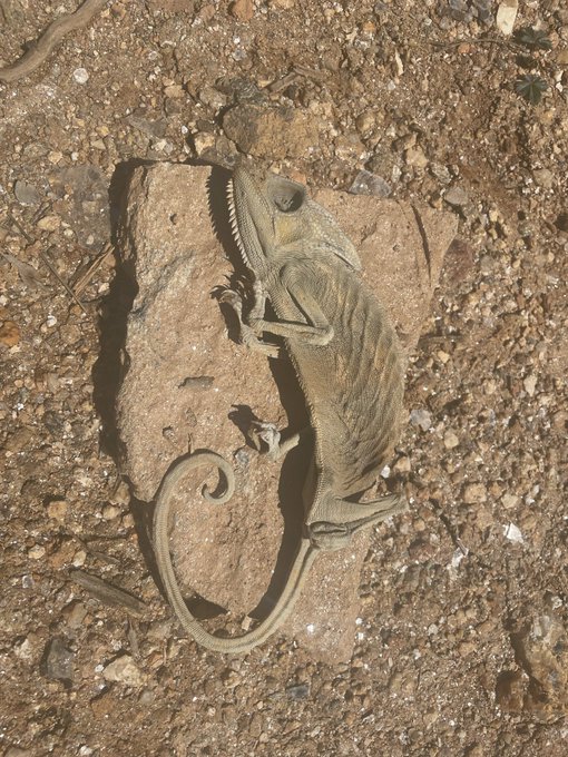 Update on #bones #bone #bonesday #dead #DEAD #follo4folloback #folllow #decompose #sunshine #sunbathing<a href="/tag/bones"class="tags">#bones</a><a href="/tag/bone"class="tags">#bone</a><a href="/tag/bonesday"class="tags">#bonesday</a><a href="/tag/dead"class="tags">#dead</a><a href="/tag/dead"class="tags">#DEAD</a><a href="/tag/follo4folloback"class="tags">#follo4folloback</a><a href="/tag/sunshine"class="tags"><span>#sunshine</span></a><a href="/tag/sunbathing"class="tags"><span>#sunbathing</span></a><a href="/tag/bleach"class="tags"><span>#bleach</span></a><a href="/tag/folllow"class="tags"><span>#folllow</span></a><a href="/tag/decom"class="tags"><span>#decom</span></a>