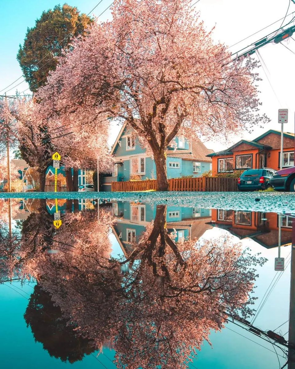 victoriavisitor's tweet photo. April showers, bring April flowers 🌸

...as well as May-June-July-August-September-October flowers. And don’t forget about February and March!  This is Victoria, BC – a blooming, blossom-friendly corner of the world.
___
📍Victoria
📸: colinsmithtakespics (Instagram) https://t.co/v4GrxiOGhw