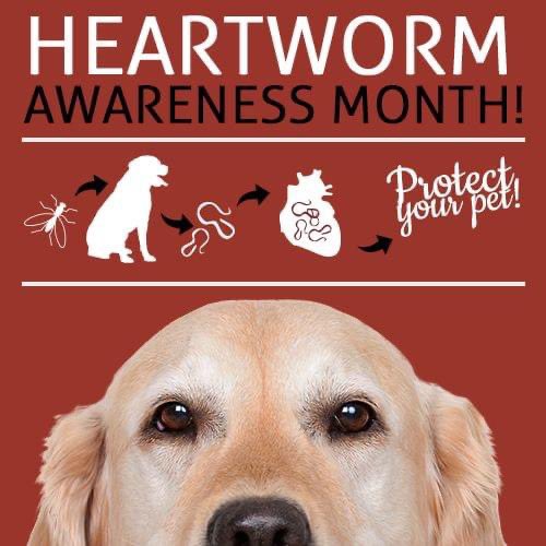 April is Heartworm Awareness Month, which means it’s a great time to remember the importance of prevention in our companion animals. To keep your furry friend safe, talk to your vet about year-round prevention.

#heartwormawareness