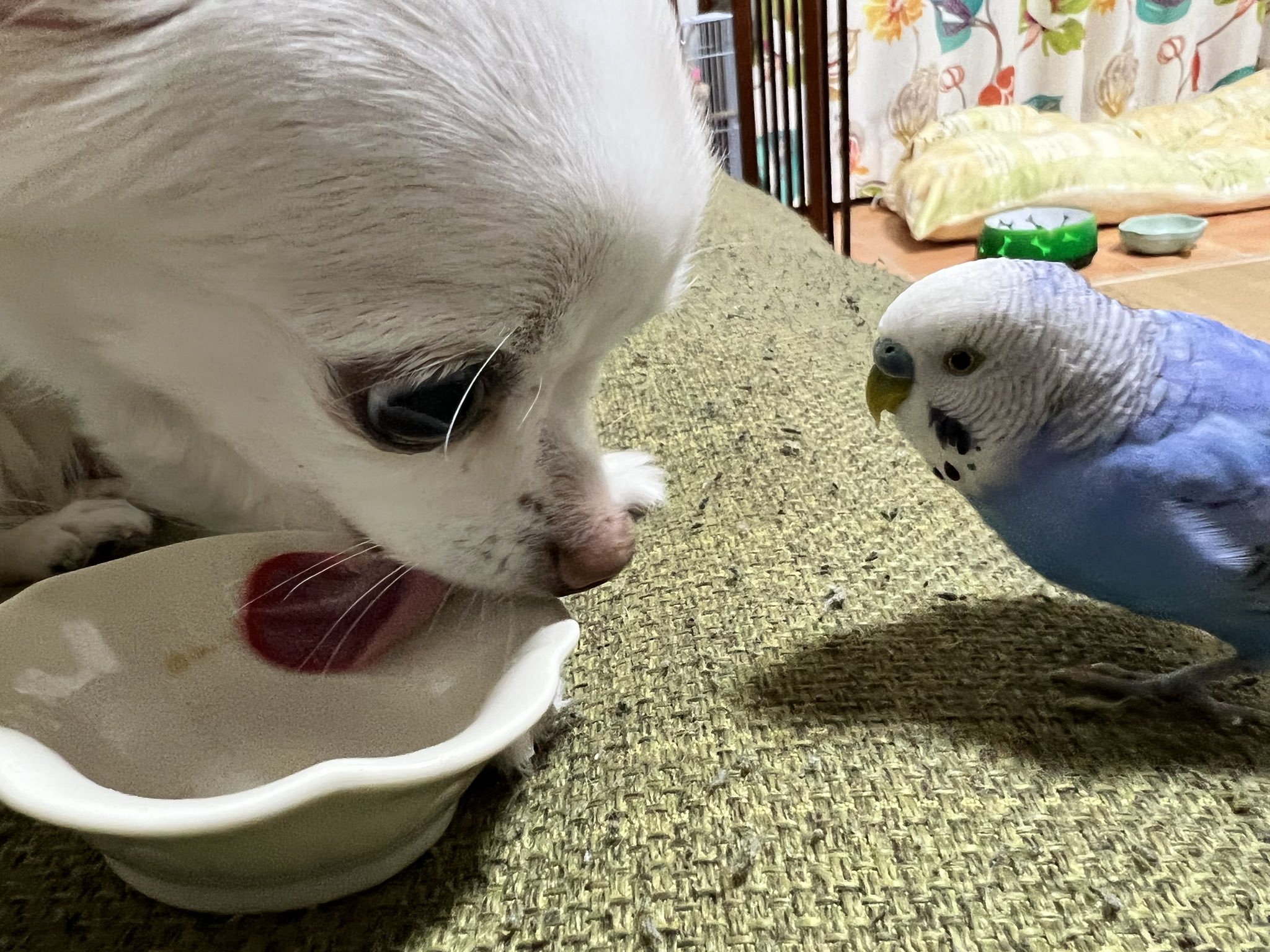 犬と鳥 Twitter Search Twitter