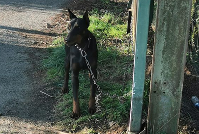 DelavegaPepita's tweet photo. APPEL A TEMOIN 🚨🚨🚨🚨🤬

Découvert lundi matin 4/04 attaché avec énorme chaîne, derrière le refuge, caché par les thuyas, en retrait.
SPA CHAMARANDE DPT 91 
Si vous reconnaissez ce chien ( oreilles coupées en + !!) merci de lâcher l'info
📞01 60 82 32 93 📩chamarande@la-spa.fr https://t.co/yh4shsOg2C