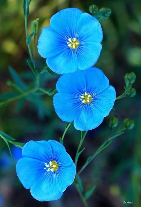 flax flowers 💙