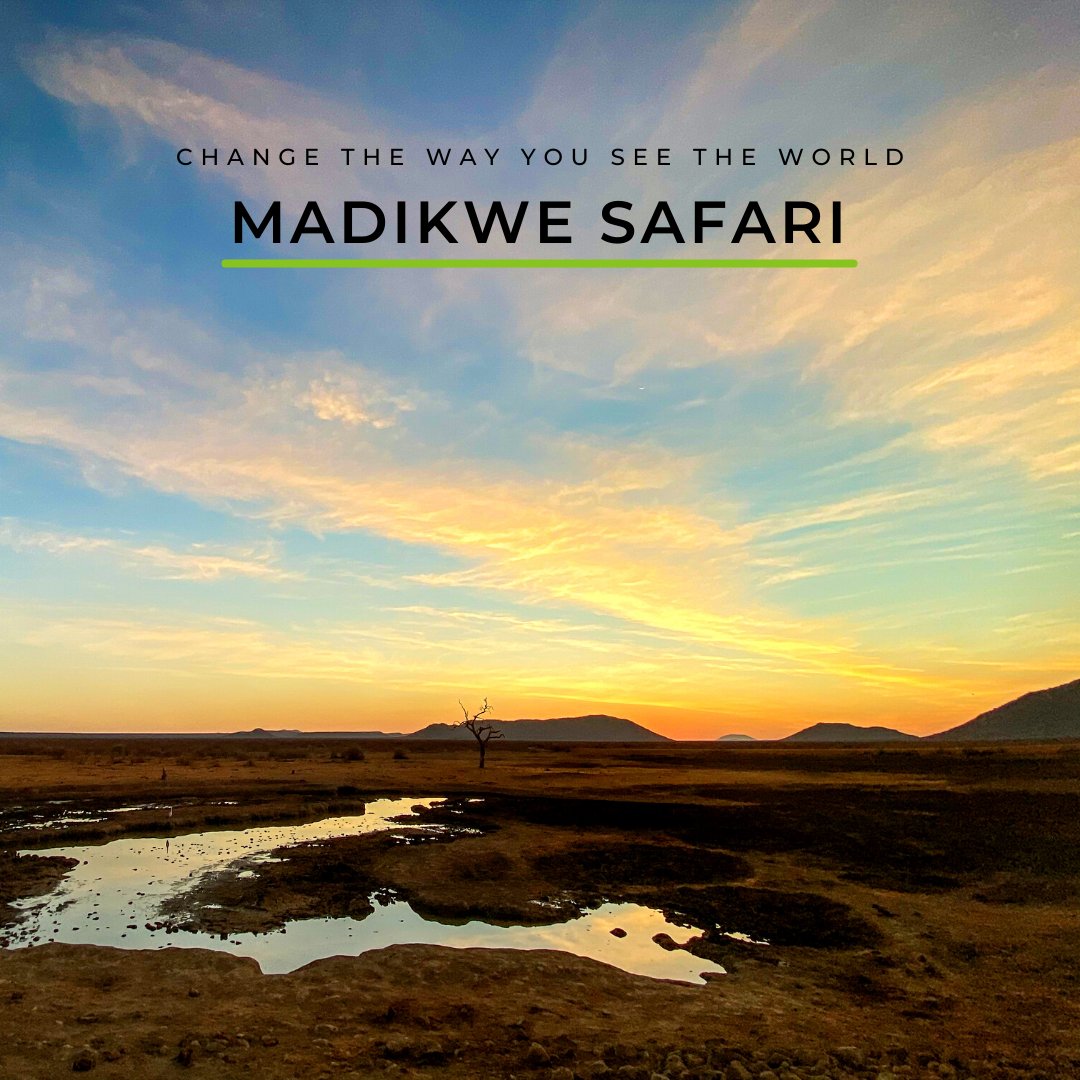 Wild Eye tweet media