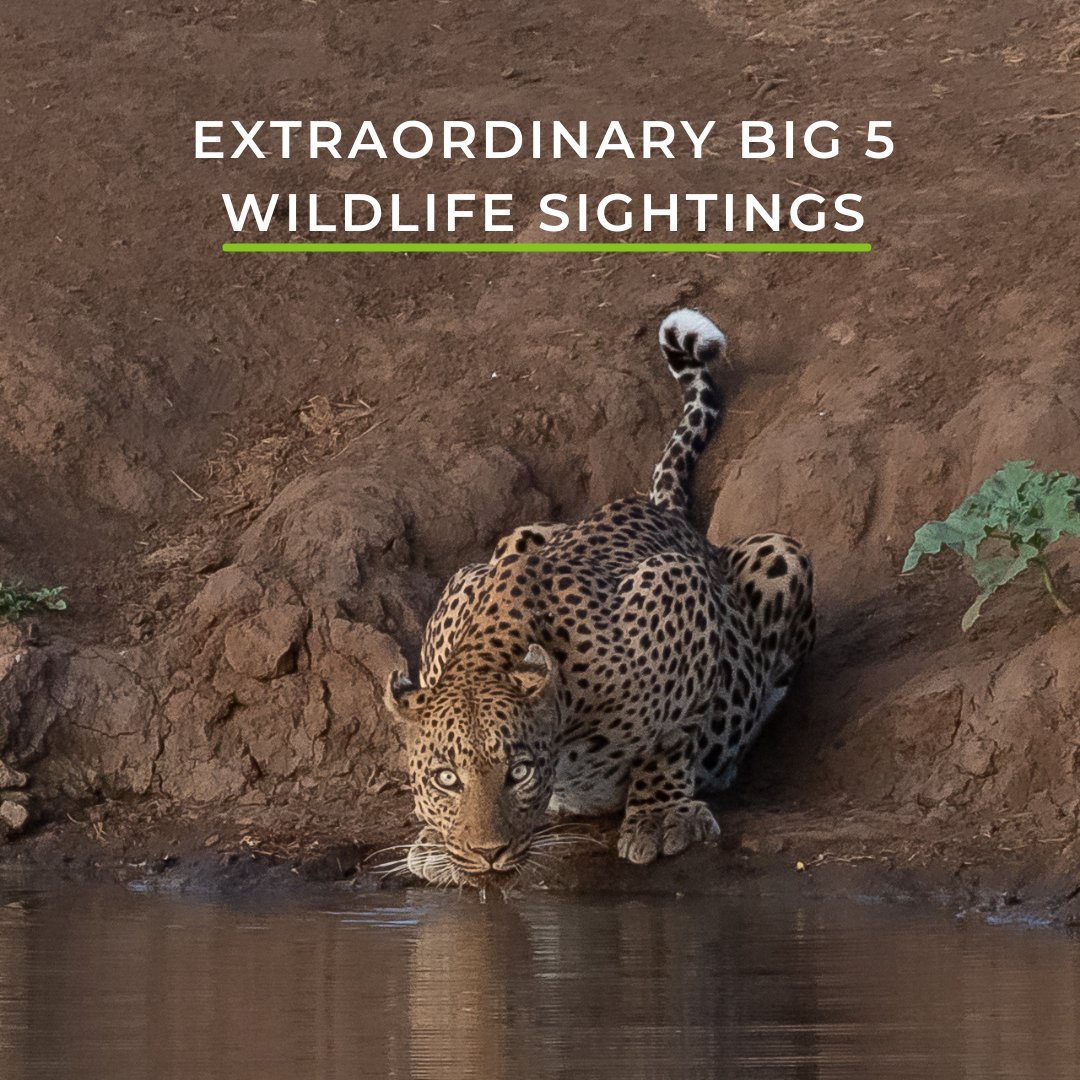 Wild Eye tweet media