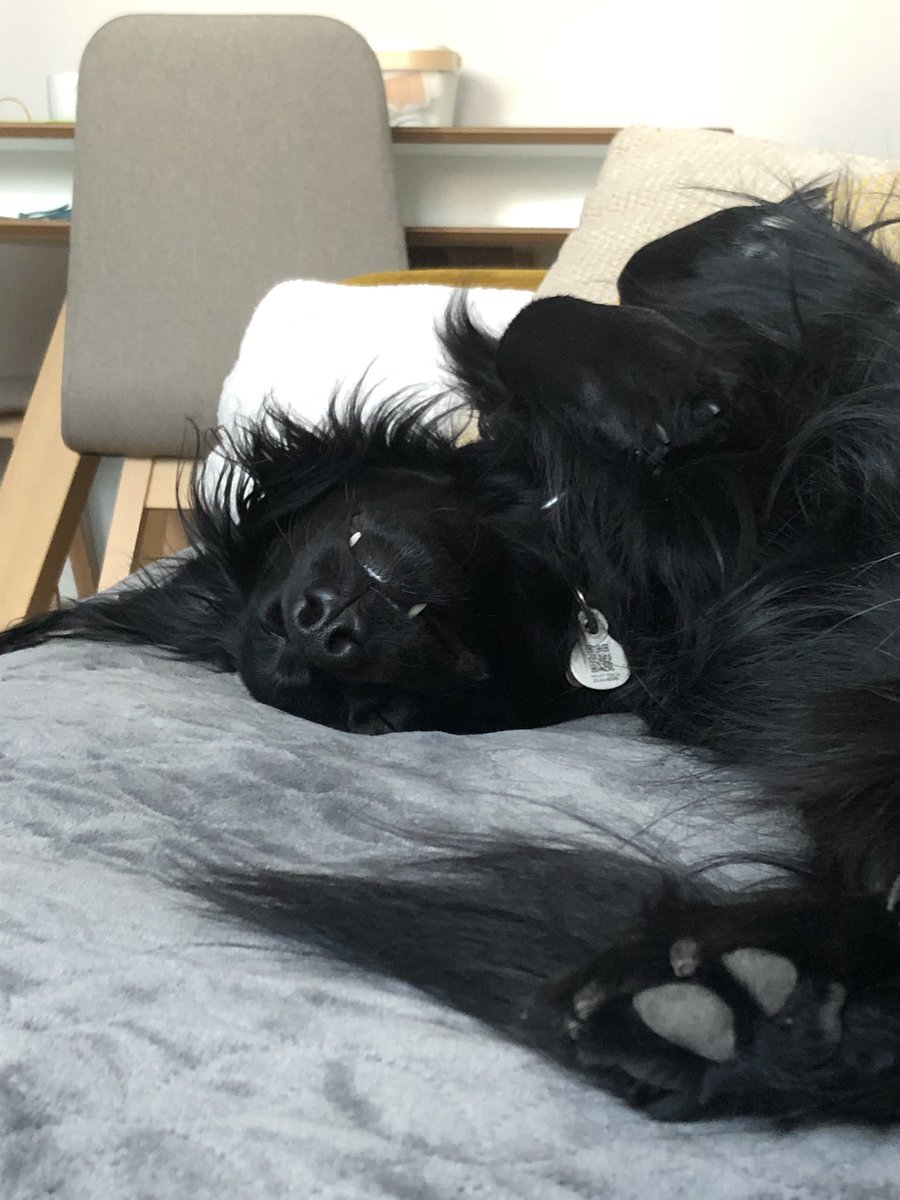 stygi_stajgar's tweet photo. Doggo teefers are the cutest π¦·πΆπ΄
#doggo #teefers #toofers https://t.co/O930doshdP