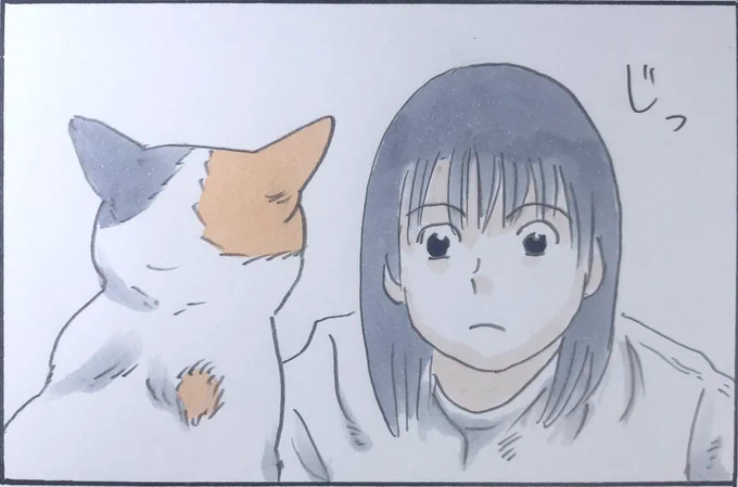 『猫の顔』 