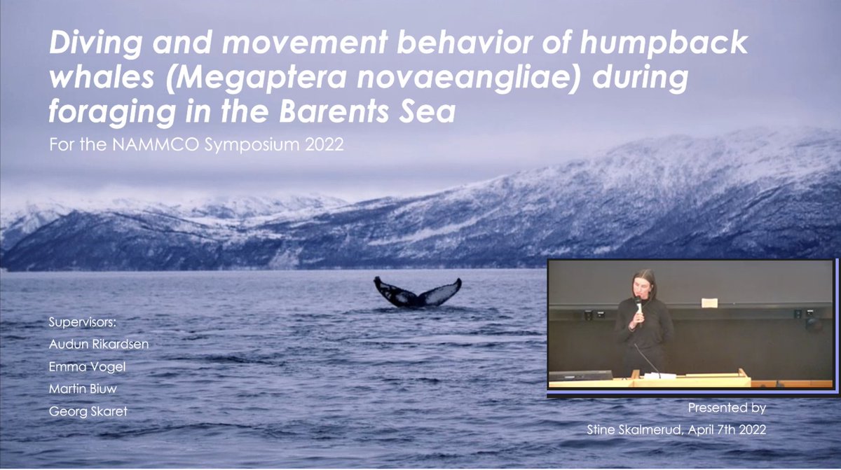 Fascinating  presentations from twitterless Ingvild Ytterhus Utengen​ and Stine Skalmerud about #HumpbackWhale #MovementEcology at the @NAMMCO_sec student symposium this morning!