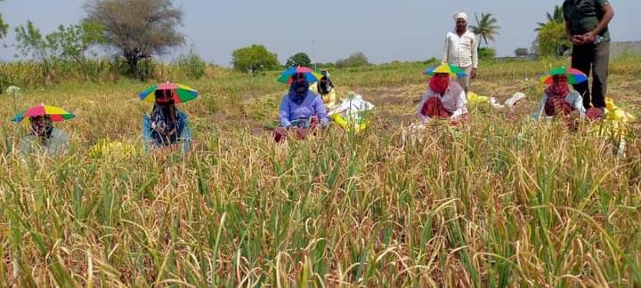 dintya15's tweet image. CSC from Maharashtra provided these umbrellas to wage labourer #onlycsccandothis