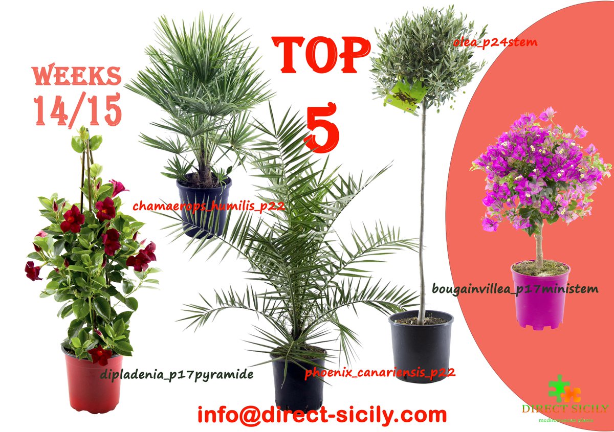 DIRECTSICILY's tweet photo. --> weeks-offers-->W14/15
--> weeks-top_plants
--> write an email to the address below for more informations !
#directsicily #bougainvillea #bougainvilleasanderiana #chamaerops #chamaeropshumilis #olea #oleaeuropaea #dipladenia #springplants #suntouch #sicilyplants https://t.co/uFgYX882vd