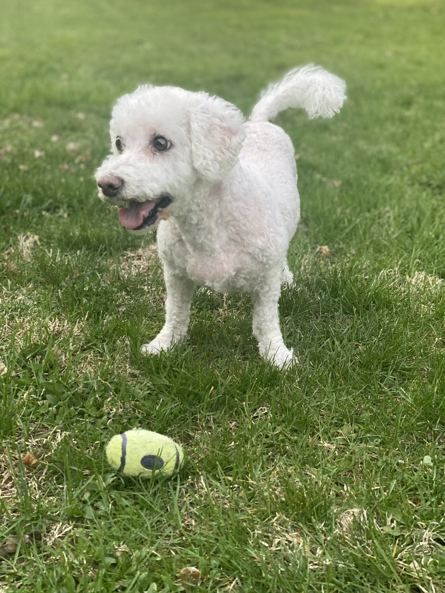 JessWescott's tweet photo. Happy 17th Birthday to Logan the Dog 🐾 https://t.co/bTEsImsd1c
