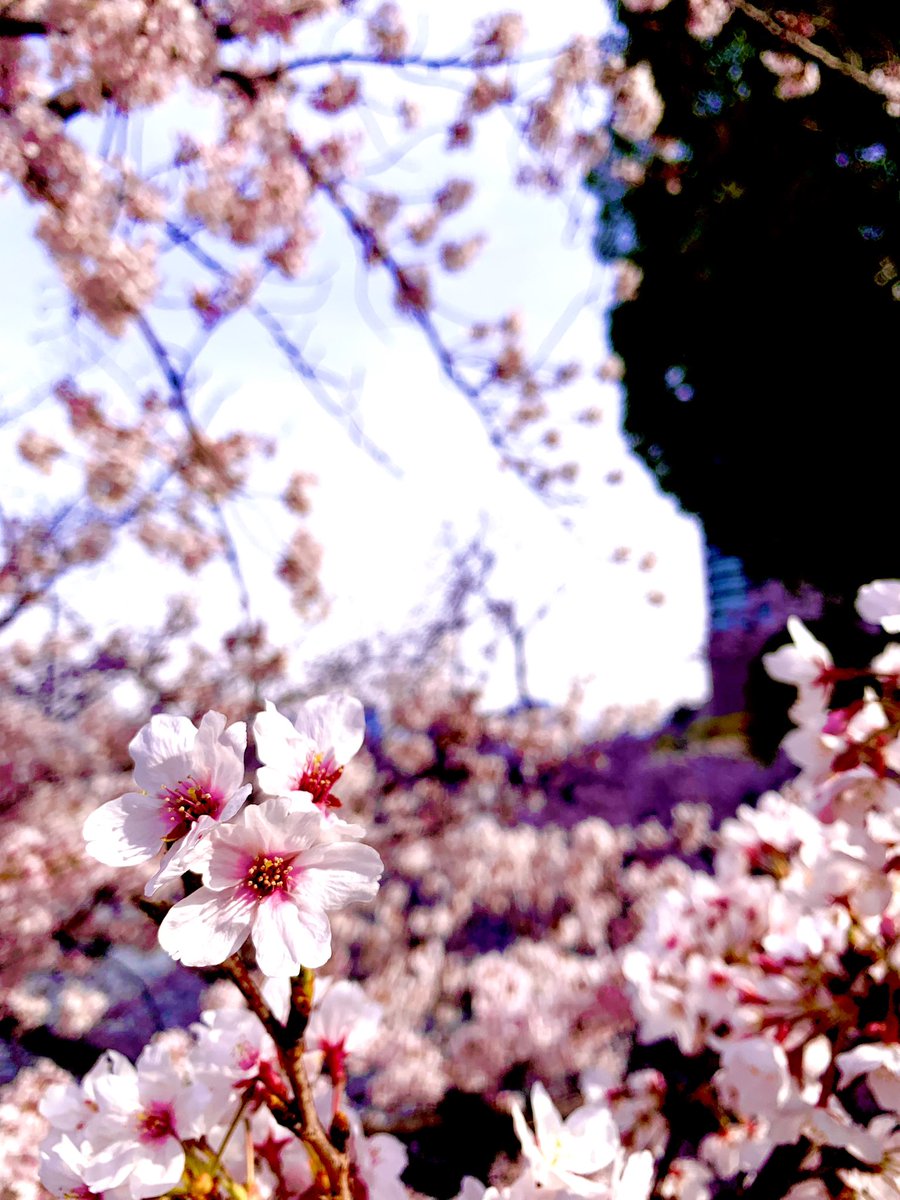 _sora_iro_iro's tweet photo. 桜が観れるのは

今週末くらいまでなのかな🤔

桜が咲くと
写真撮る人が増えるし
お花見してる人も増えて

賑やかで幸せな時間も
増える気がしますね💕

#TLを花でいっぱいにしよう 
#花が好きな人と繋がりたい 
#キリトリセカイ 
#ファインダー越しの私の世界 https://t.co/r1D6hGH8In