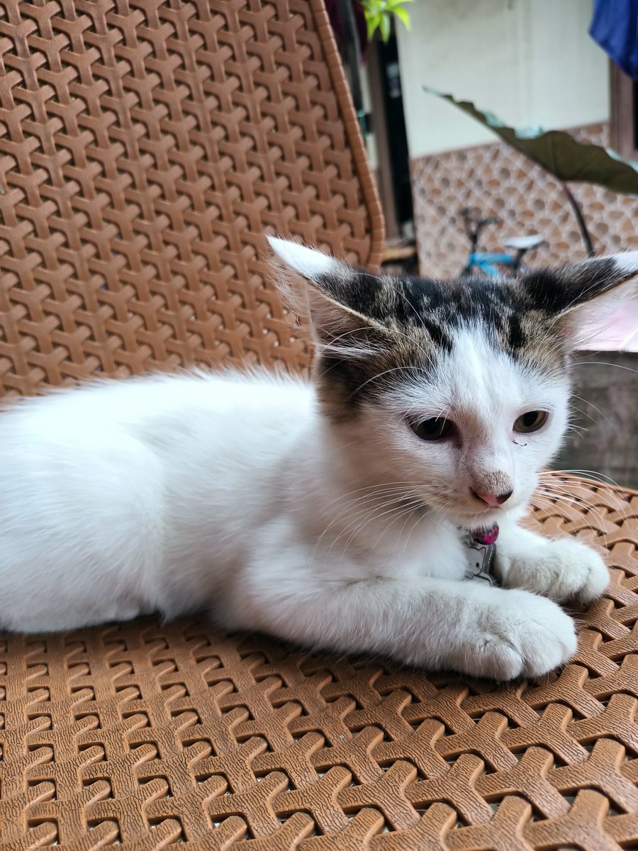 She_Spica's tweet photo. My beloved kitten.

Missing #06042022 until now https://t.co/VLD5h0HZ9X