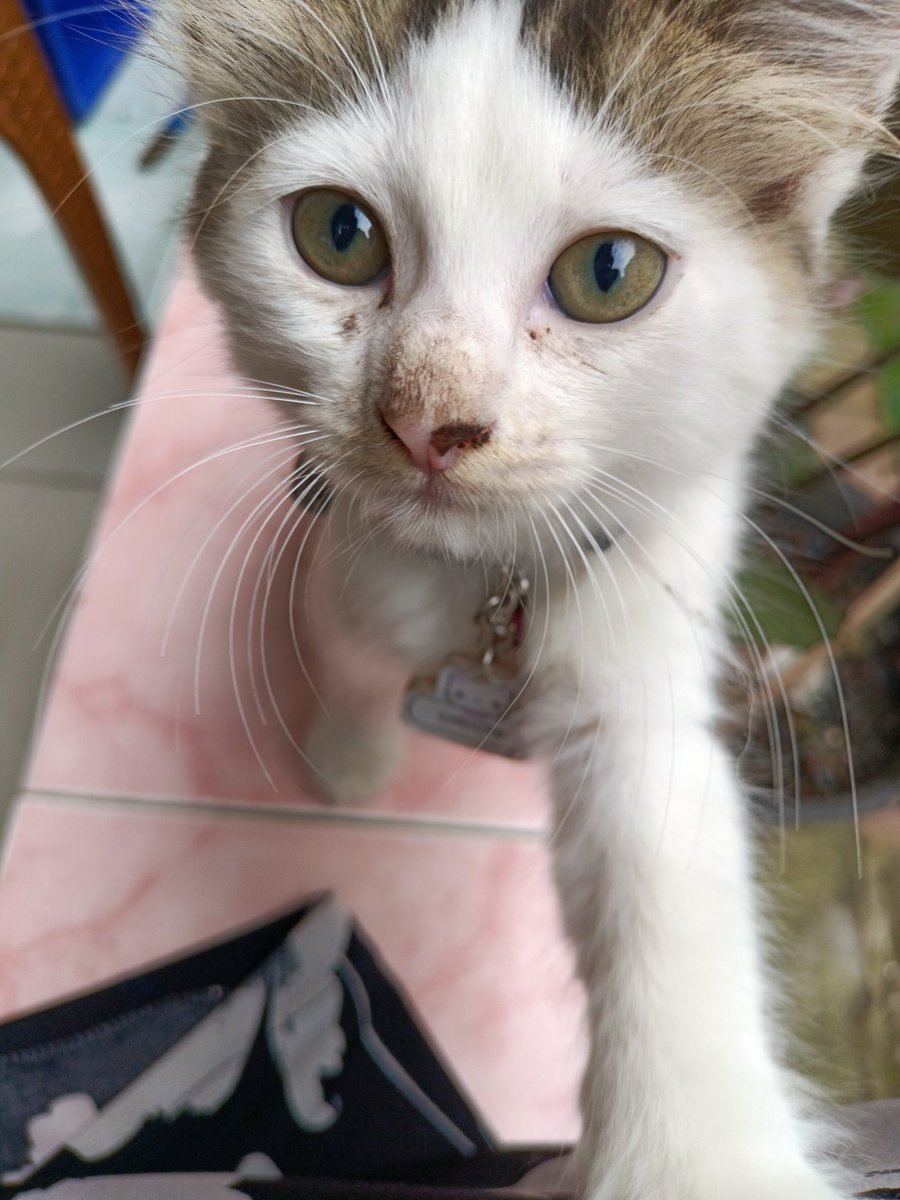 She_Spica's tweet photo. My beloved kitten.

Missing #06042022 until now https://t.co/VLD5h0HZ9X