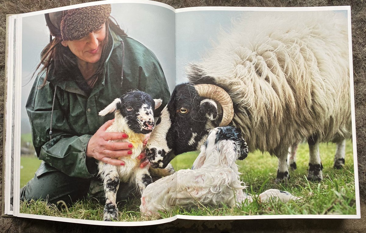 April Showers …. Year in year out my job and joy are much the same 🙏🐑🌧🐑🌧🐑🌧🐑🌧🐑🌧#shephedess #shepherdessbook #april #nature #lambingtime #lamb