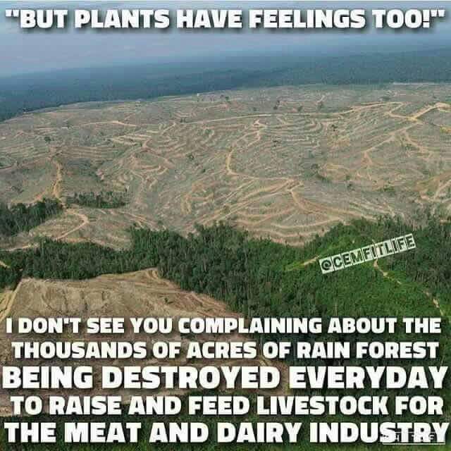 Grahanimal's tweet photo. @hilltopgina @_AnimalAdvocate @NickTaylorLLB @PeterEgan6 @DeborahMeaden @ChrisGPackham @Sentient_Media @JohnOberg @AnimalAid @tarastrong @Animals1st I see land that has been stripped of trees. I see land that has been stripped of nature. 

I see in the UK, exactly what I see in the Amazon... https://t.co/apyAHAVxwQ
