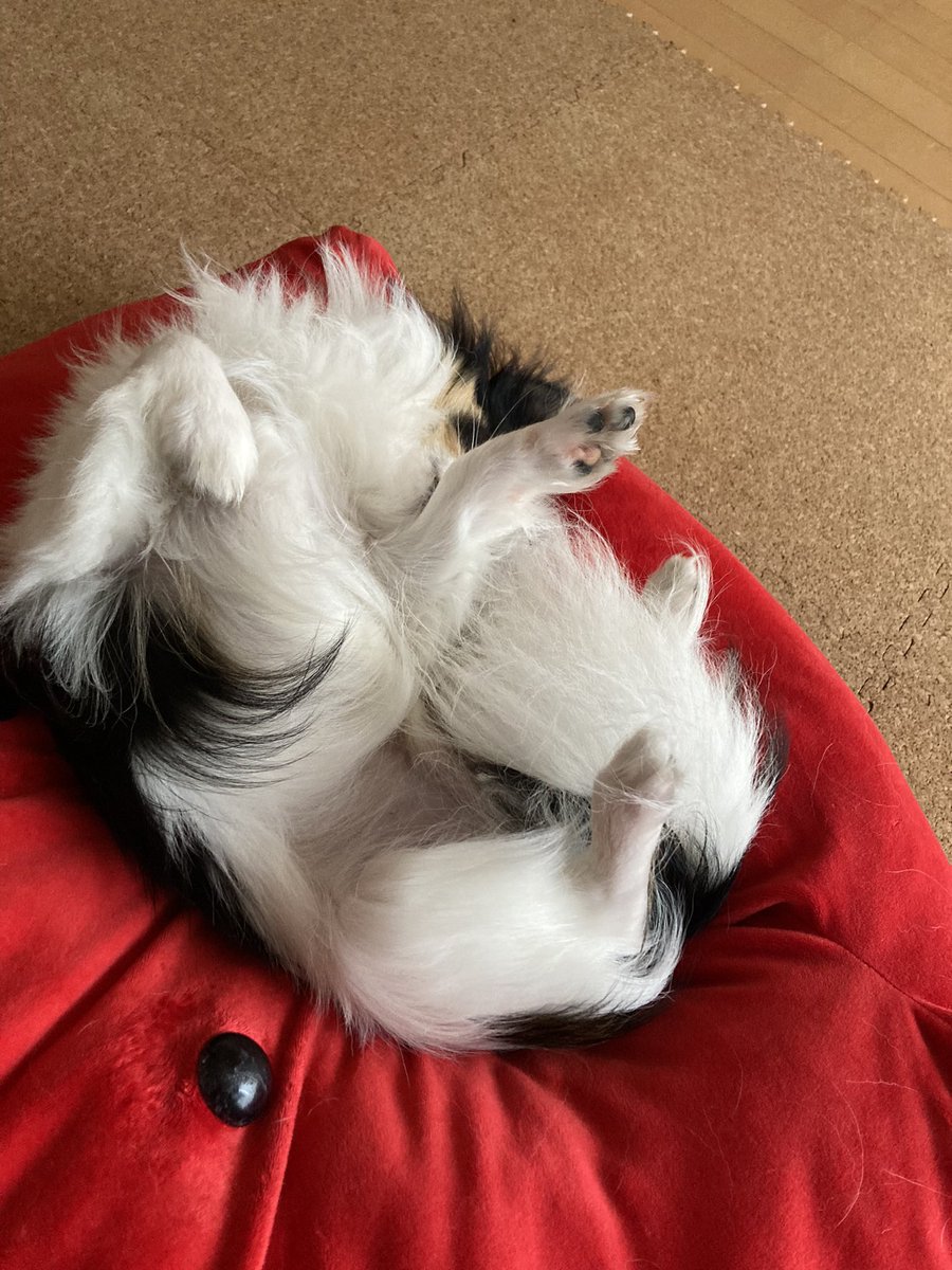 _wanu_'s tweet photo. #犬のいる生活 https://t.co/RUyu91ffbz