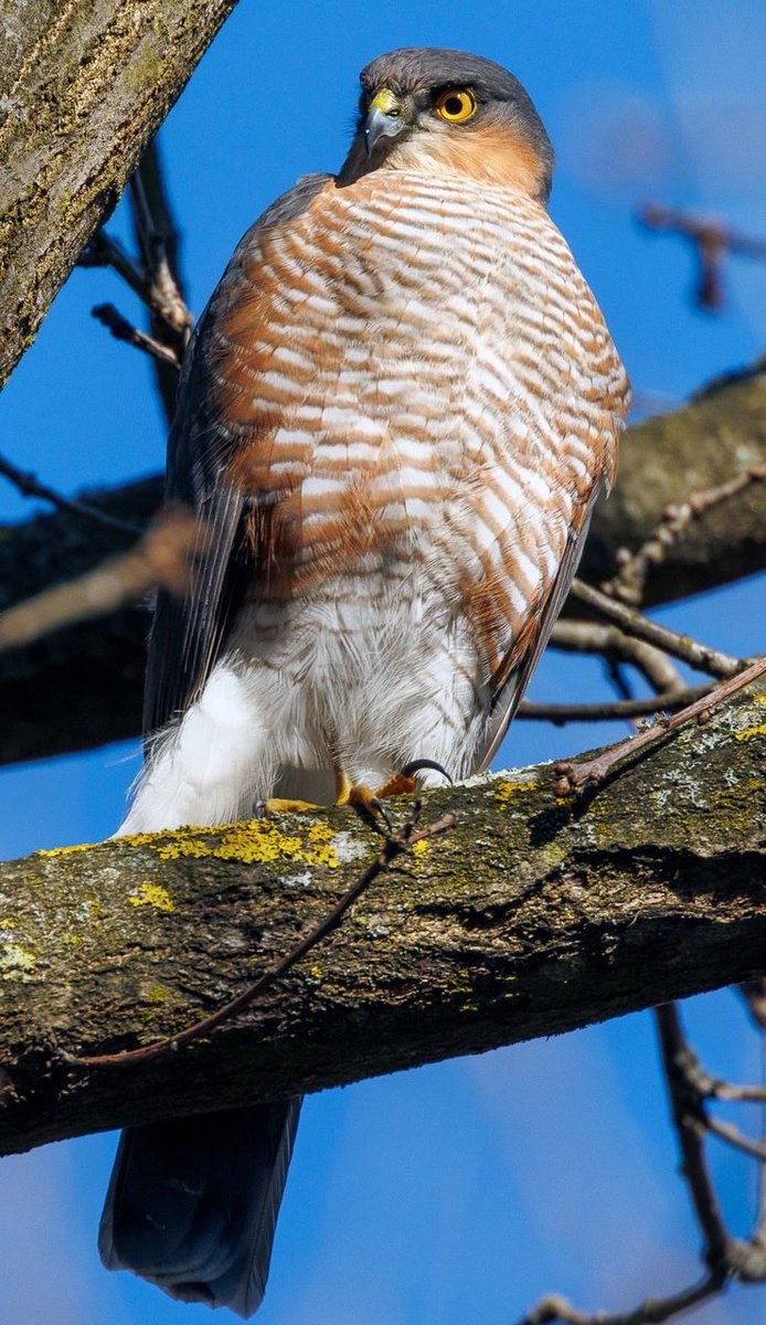 lensmanic's tweet photo. Sparrowhark by Bellevue Field. Presume a female @NickRutter3?
@RSPBbirders @Natures_Voice @EnableParks @wwcommon https://t.co/QsYPmbpS8A