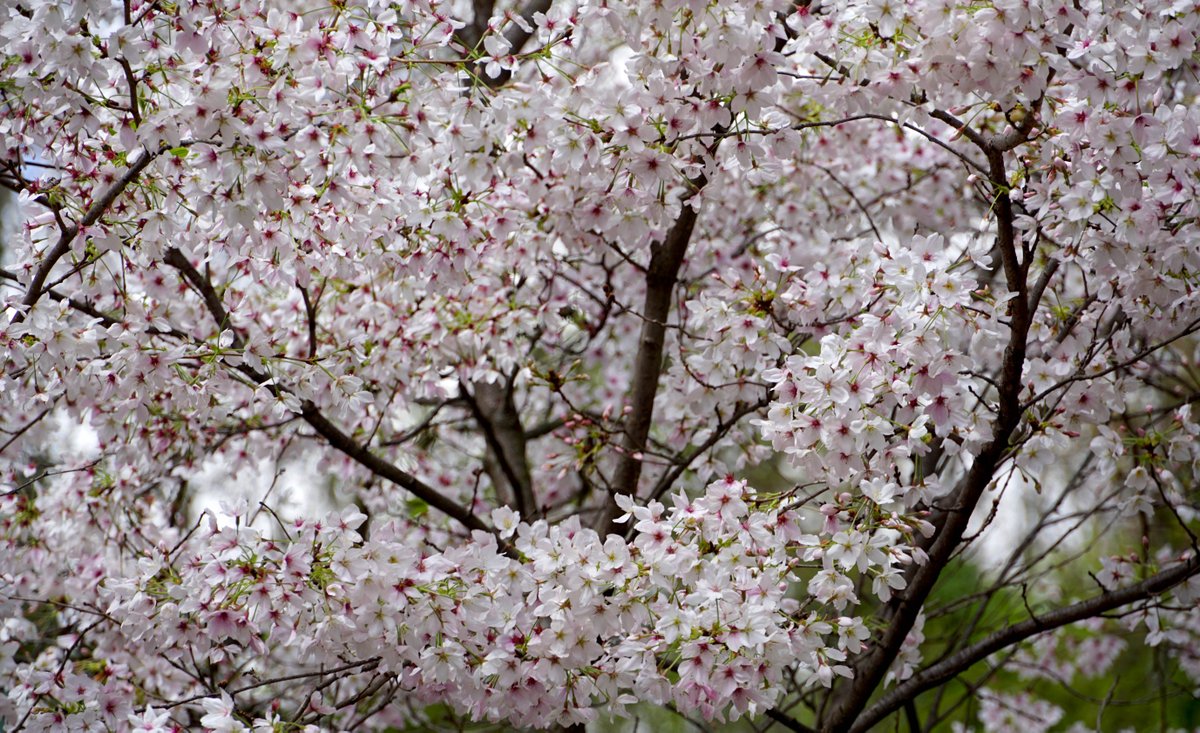 Le emozioni suscitate dall’#Hanami 🌺 e la perfezione della #Natura del #giardinogiapponese sono di scena 
all’ <a href="/OrtoRoma/">Orto Botanico Roma</a>.

👉 bit.ly/38yV8ip
📸 Turismo Roma
#VisitRome