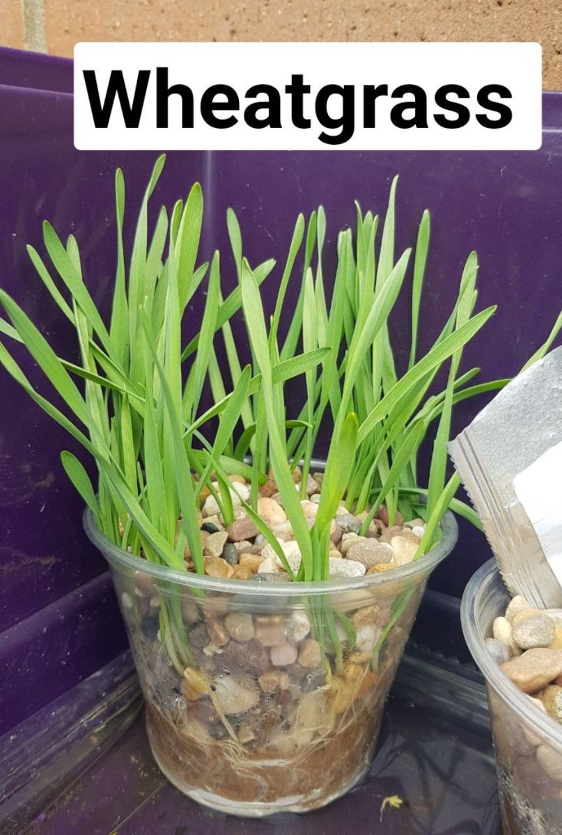 rdarkflowerz's tweet photo. #GeoAg wheatgrass @ 10 days oldπ± https://t.co/YPkInhYyU6