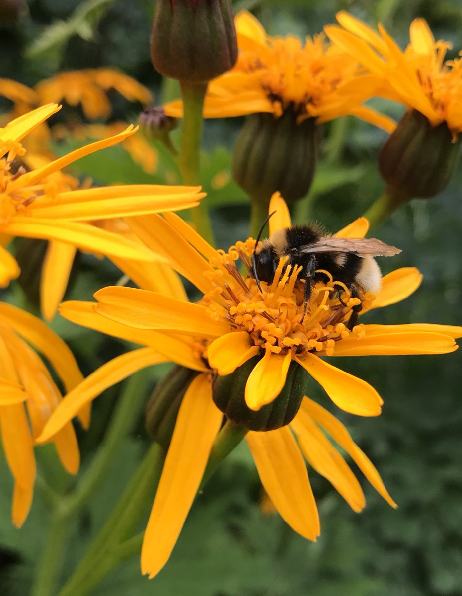 CamUniEngage's tweet photo. Do you love leaves, words, or both? Join us at the @CUBotanicGarden for a botanical #CamFest poetry reading! Sunday 10 April, 1 pm. https://t.co/3JwCBrKfiO https://t.co/BGPrQeq9fi