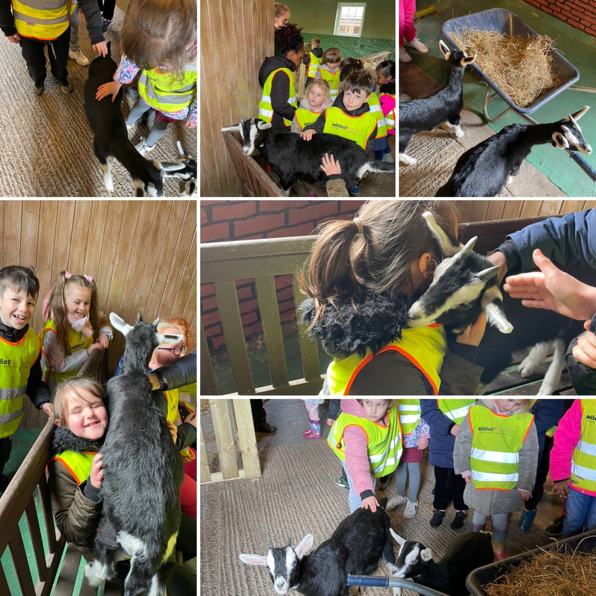 MrsBriggsMLP's tweet photo. The goats were the favourites by far! And one of the goats took a bit of a shining towards one of our children 🐐🥰@CroxtethFarm @MissNelsonMLP @MrsHMLP @MabLanePri https://t.co/0y6UHLcn6Y