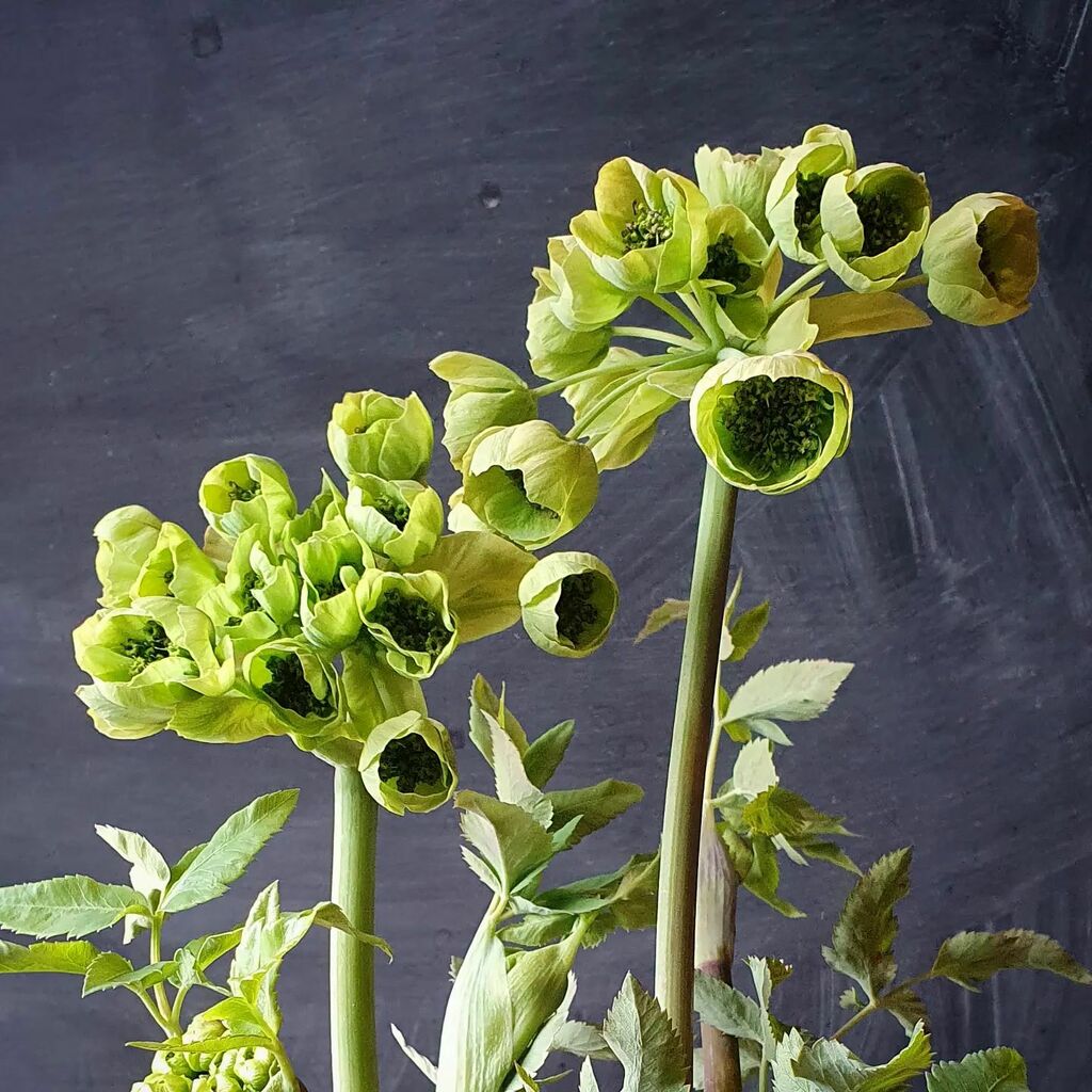 The rather wonderful  Mathiasella bupleuroides. It's early spring flowers last for ages, looking gorgeous against our silvery Cardoons. 

From the excellent <a href="/avonbulbs/">Avon Bulbs</a> instagr.am/p/CcDC9zeq9XR/