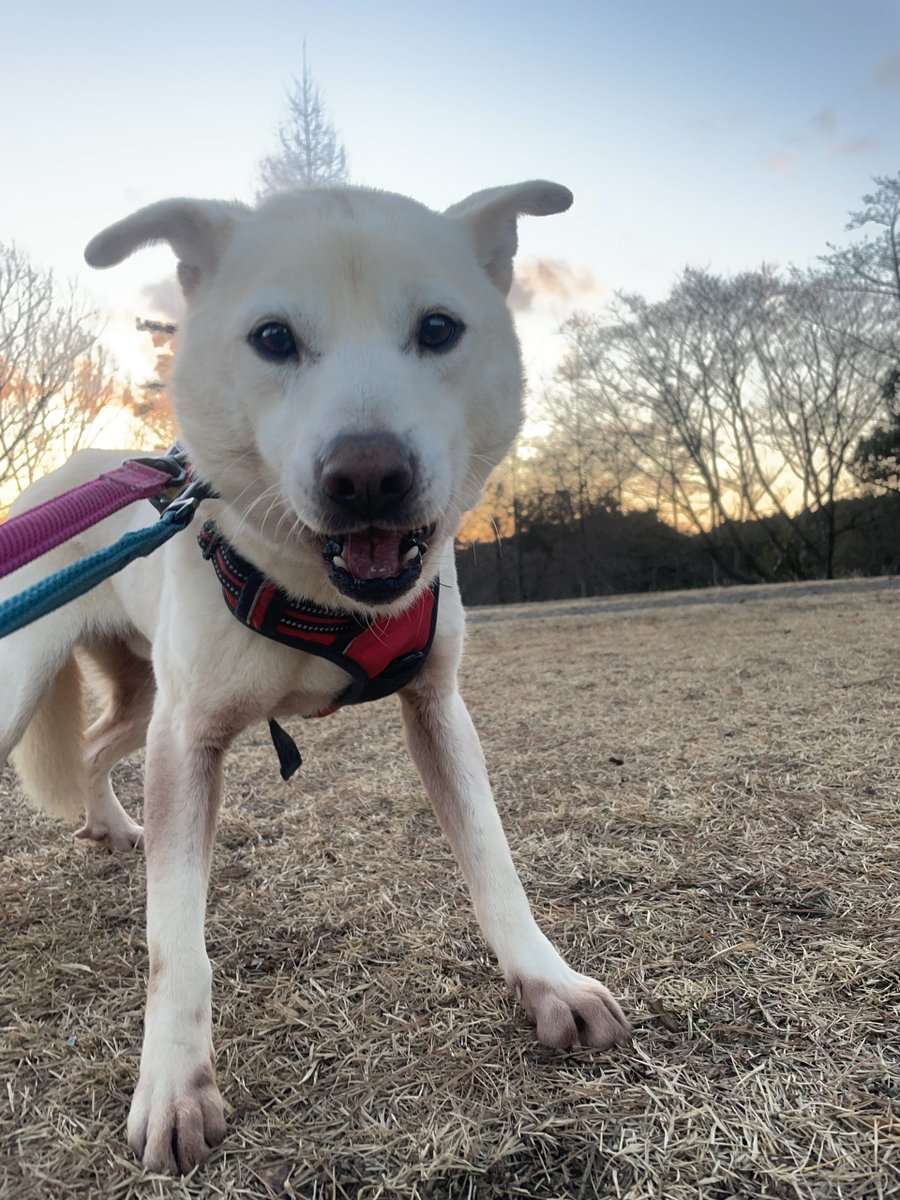 PeaceWankoJapan's tweet photo. 🍀お知らせ🍀
 #保護犬 に家族を見つけるために活動を続けています。ぜひRTで応援お願いします🐶❤

#譲渡会 #イベント
4/9 岡山
4/10 広島、岡山、神奈川
4/16 神奈川
4/16-17 広島
詳細👉 https://t.co/VXLKkFV88v  

#ピースワンコ  #保護犬を迎える選択肢 https://t.co/Yr0t9nIZVo