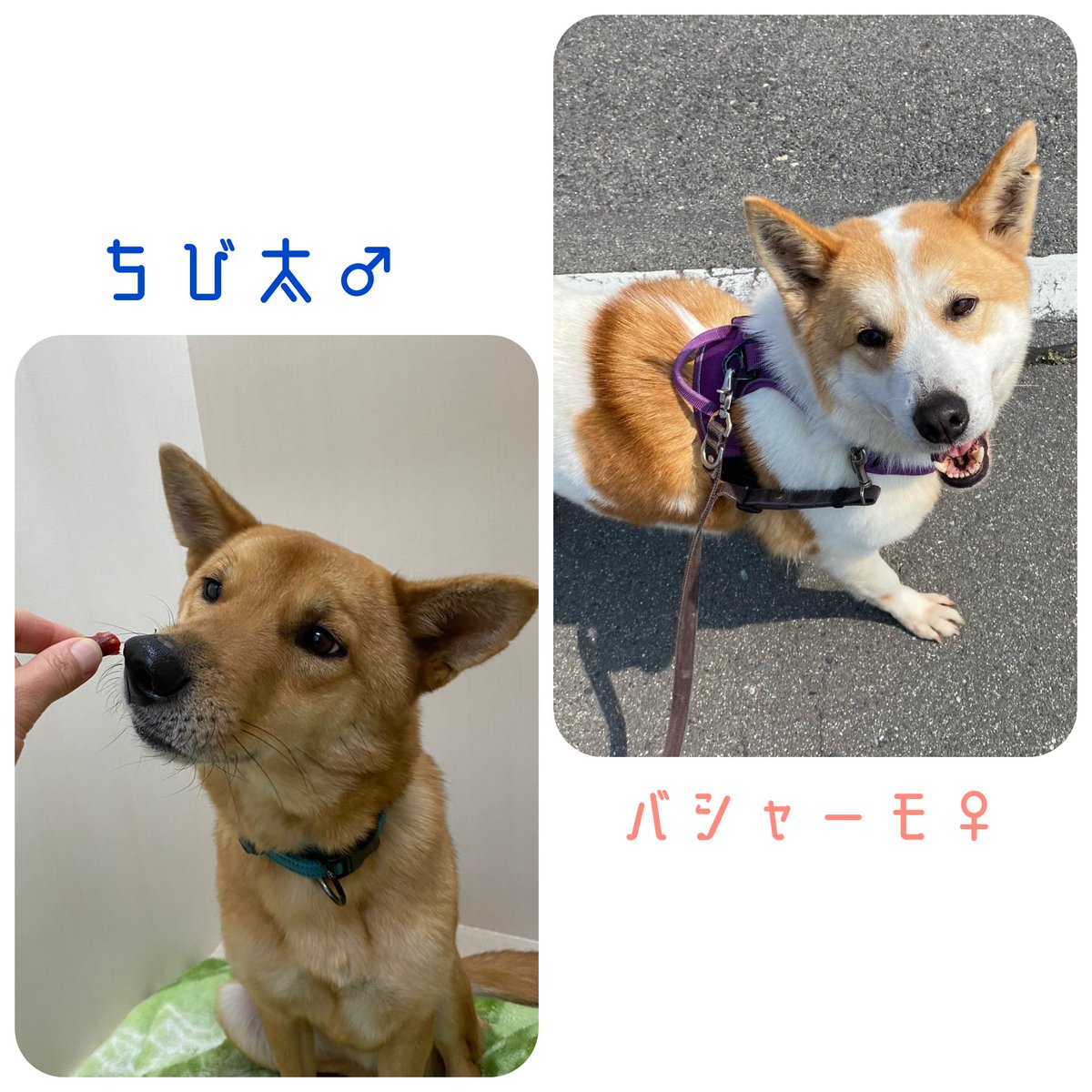 PeaceWankoJapan's tweet photo. 🍀お知らせ🍀
 #保護犬 に家族を見つけるために活動を続けています。ぜひRTで応援お願いします🐶❤

#譲渡会 #イベント
4/9 岡山
4/10 広島、岡山、神奈川
4/16 神奈川
4/16-17 広島
詳細👉 https://t.co/VXLKkFV88v  

#ピースワンコ  #保護犬を迎える選択肢 https://t.co/Yr0t9nIZVo