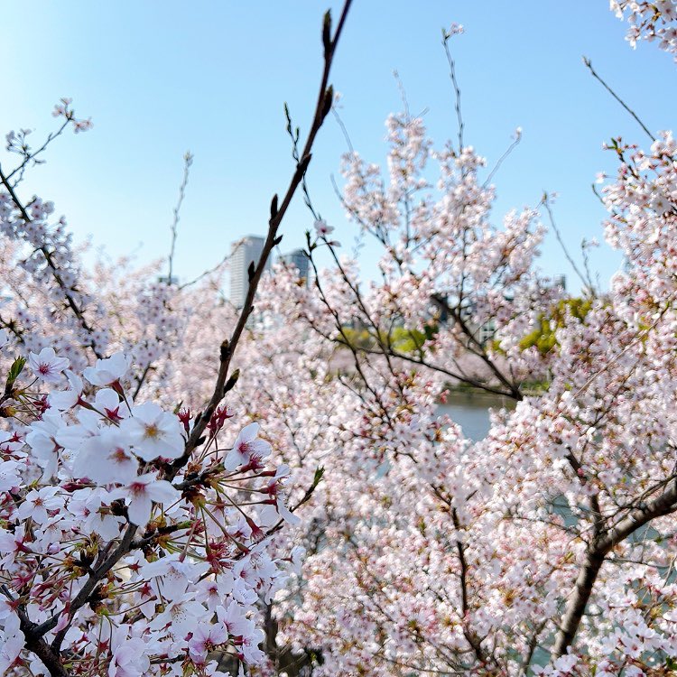 「今日は朝から紅茶と薔薇ジャムのケーキを焼いて、お昼からTONO先生と花見散歩をし」|海野つなみのイラスト