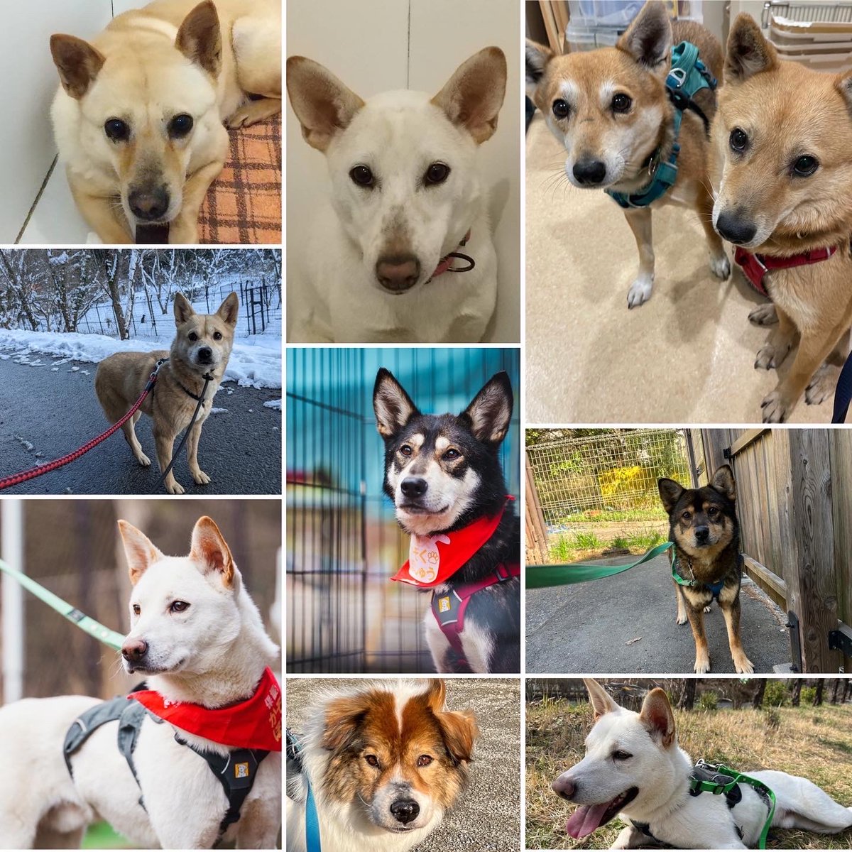 PeaceWankoJapan's tweet photo. 🍀お知らせ🍀
 #保護犬 に家族を見つけるために活動を続けています。ぜひRTで応援お願いします🐶❤

#譲渡会 #イベント
4/9 岡山
4/10 広島、岡山、神奈川
4/16 神奈川
4/16-17 広島
詳細👉 https://t.co/VXLKkFV88v  

#ピースワンコ  #保護犬を迎える選択肢 https://t.co/Yr0t9nIZVo
