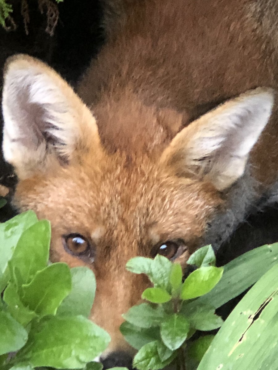 #FoxOfTheDay