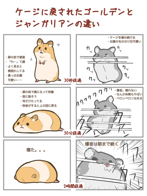 ケージに戻されたゴールデンハムとジャンガリアンハムの違い #ハムスター #遊はちのハムスター #イラスト https://t.co/eIuigedvTf 