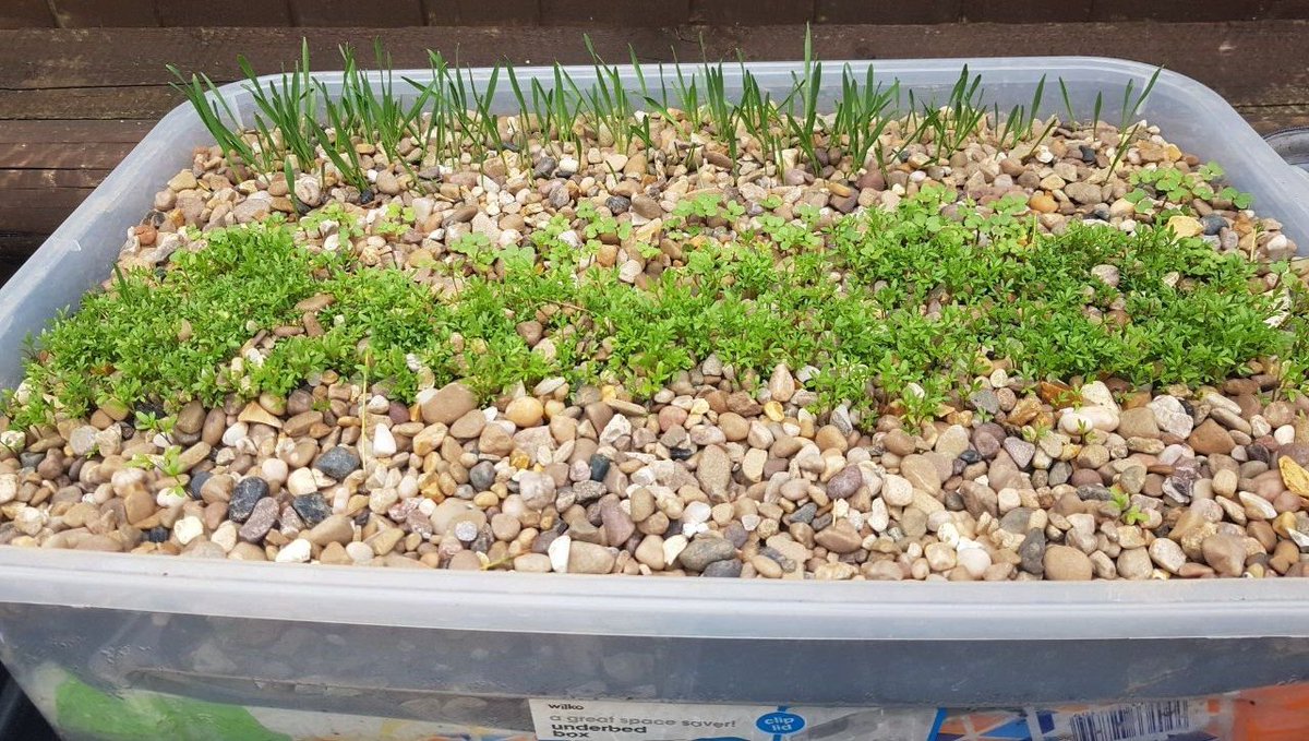 rdarkflowerz's tweet photo. #GeoAg π±
Here we have Wheatgrass, Cress, Mustard seeds.
Basil in the front, no growth yet.
These are just over 2 weeks old.
Geological Agriculture is the study & research process of using a rock environment as a growing medium. π± https://t.co/Bef1k27B8k