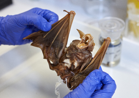 CETAF #COVID19TaskForce is proud to announce in this #WorldHealthDay2022 that <a href="/NHM_London/">Natural History Museum</a> has digitised more than 8000 bats! 🐜 It means a LOT of information to help mitigate the risk of future pandemics! Take a look 👀 cetaf.org/bats-to-fight-…
#WorldHealthDay (ph.Trustees NHMLON)