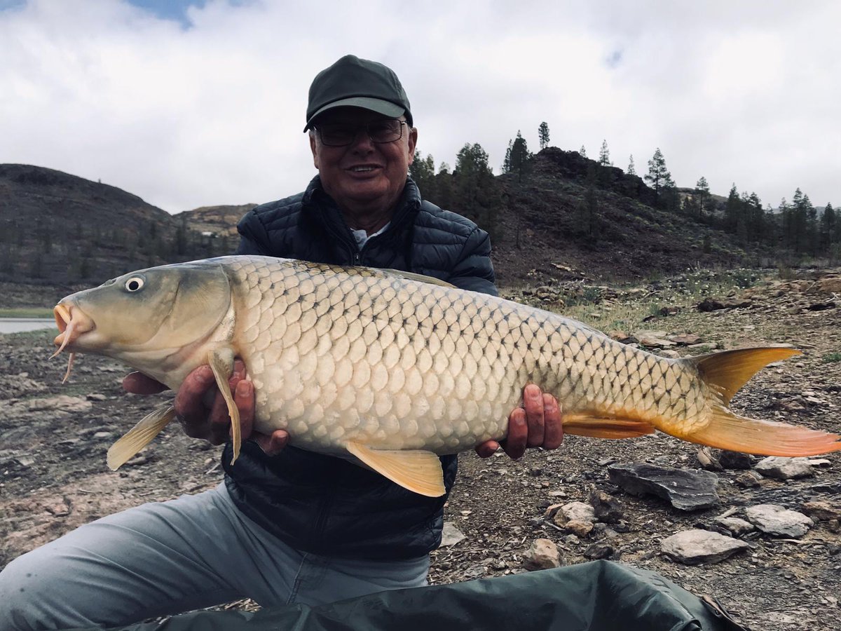 canarycarpfish's tweet photo. Day trip action and happy clients🤪 #carpfishing #GranCanaria #CanaryIslands #allyearround #ukcarpangler #karpfen #mountains #lake #officialnashtackle https://t.co/RaaJ3e6erU