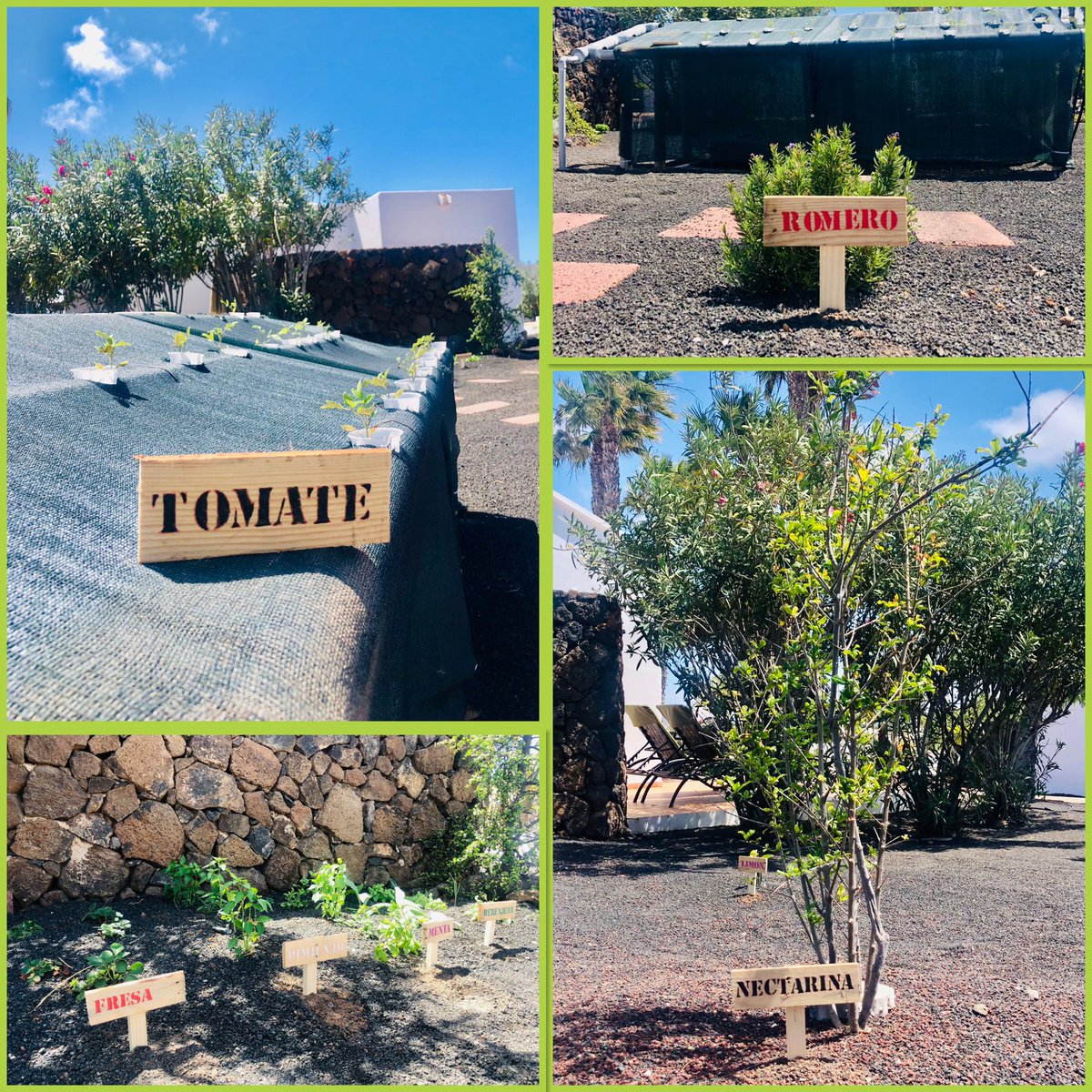 silviavalent2's tweet photo. New #recycled #wooden #signs for our #garden👍 #Jardinesdelsol #Lanzarote  #playablanca #canaryislands #Canarias #hydroponic #tomato #fruits #vegetables #km0 #homemade #GoGreen https://t.co/xBssq7Z7Yc