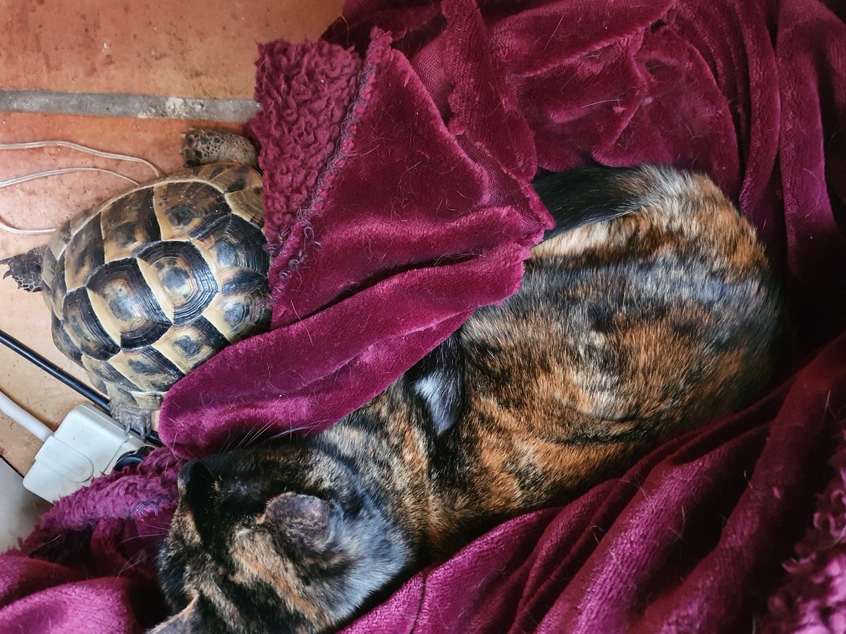 Pip Hardy tweet media