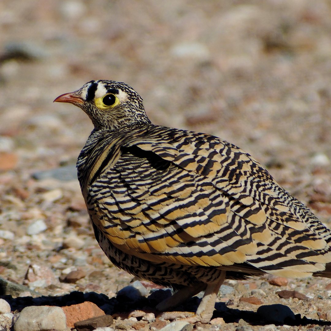 SwarovskiOptik's tweet photo. 🏁🔭🇮🇱 CONGRATULATIONS…
…to all of you who have been part of the @flywaychampions team race 2022 #COTF22! Every year, this great initiative creates awareness and raises funds for an important cause: the protection of migrating birds along flyways.
#gobirding
#seetheunseen https://t.co/442AoxlRFA