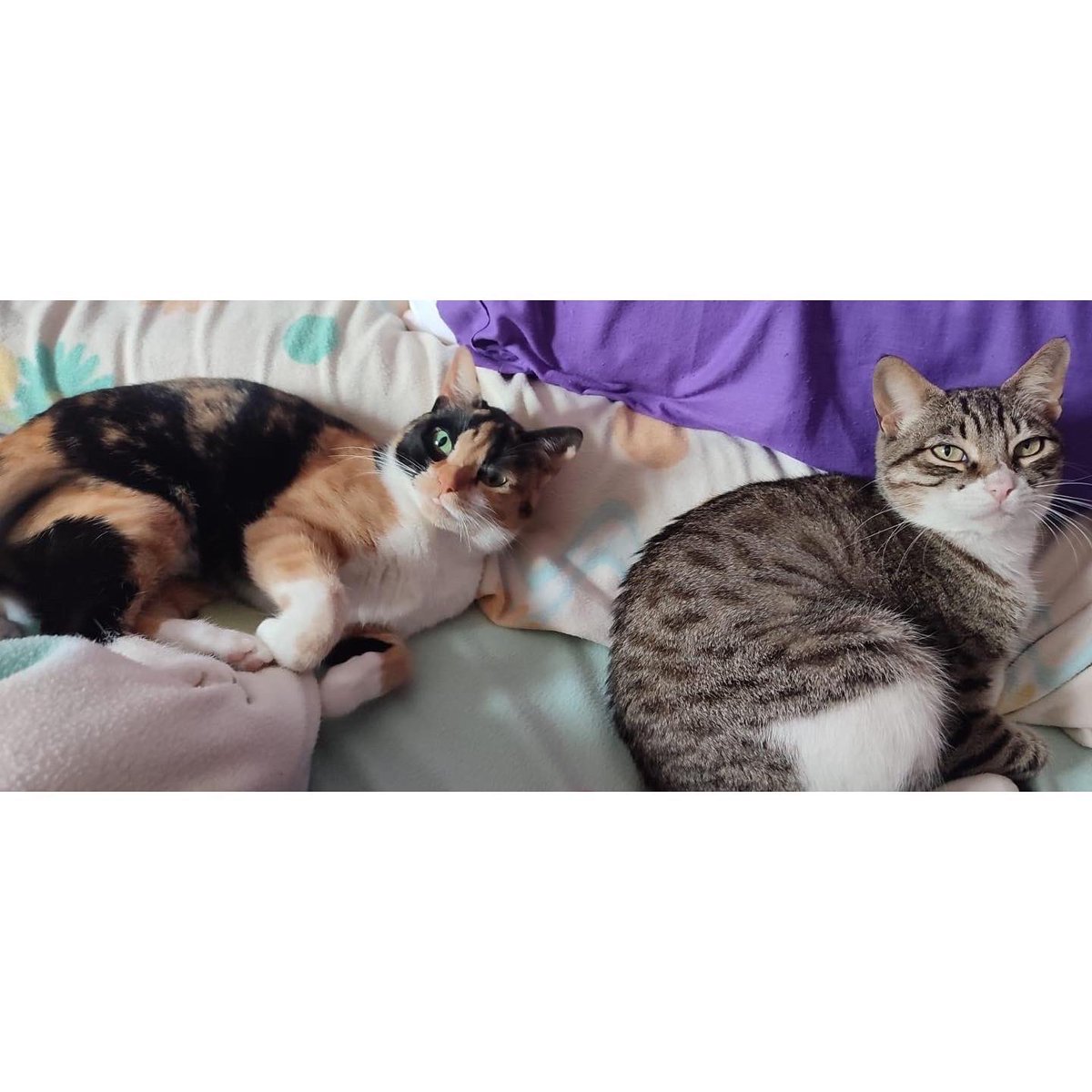 SfHuellas's tweet photo. SORA (Atigrada y blanca) y YENKA (tricolor) 

🐱❤️🐱🐾🐾EN ADOPCIÓN🐾🐾🐱❤️🐱

Estas preciosas hermanitas llevan meses en acogida y sorprendentemente no hemos recibido ninguna solicitud de adopción para ellas. https://t.co/1kfdT9wtsj