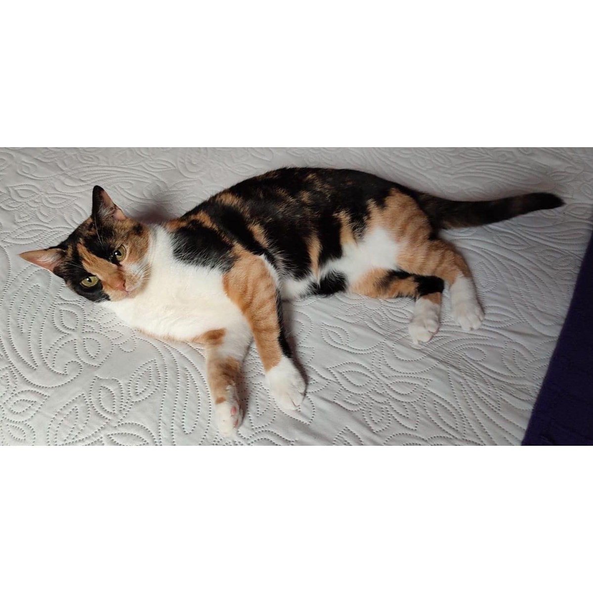 SfHuellas's tweet photo. SORA (Atigrada y blanca) y YENKA (tricolor) 

🐱❤️🐱🐾🐾EN ADOPCIÓN🐾🐾🐱❤️🐱

Estas preciosas hermanitas llevan meses en acogida y sorprendentemente no hemos recibido ninguna solicitud de adopción para ellas. https://t.co/1kfdT9wtsj