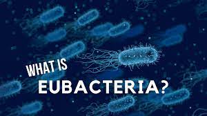 microbiologyan3's tweet photo. #Eubacteria are prokaryotic microorganisms consisting of a single cell lacking a nucleus and containing DNA is a single circular #chromosome.
For more details visit our website:
https://t.co/87d8tQDXIz https://t.co/q7CvQy3a1J