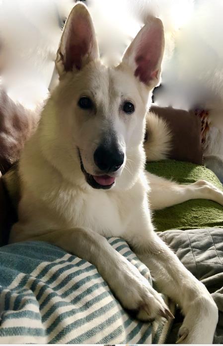 AdoptionsUk's tweet photo. Please retweet to help Dune find a home #NOTTINGHAM #ENGLAND 
'Bundle Of Joy' aged 1, he is very clever and enjoys learning. 
He can live with children aged 8+ and another high energy dog🐶✅

DETAIL or APPLY👇
https://t.co/XuhMVnIdMn
#dogs #dogsoftwitter #pets #RescueDogs https://t.co/x1RZUpkcbR