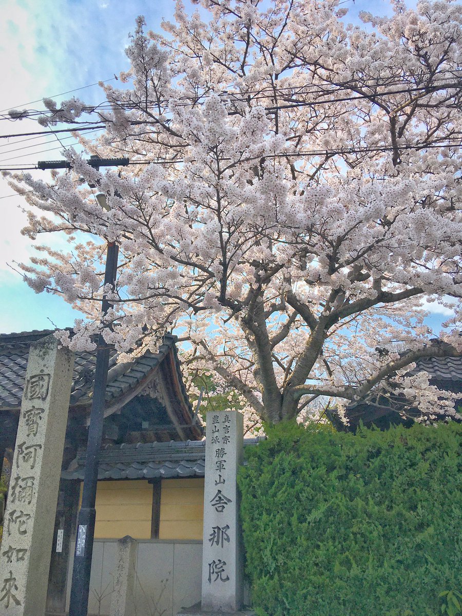 hamakogetsu_'s tweet photo. 「へんなひと」さんにこの桜見つけてもらいました☺️ https://t.co/2uwTIcBYVq