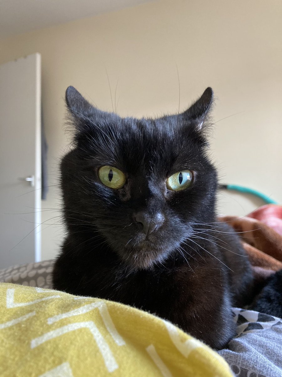 _tempusfrangit's tweet photo. @godmachineuk Happy Thursday! Thought you might enjoy seeing our newest family member, her name is Ripley 🐱 https://t.co/XGBtsXh0F0