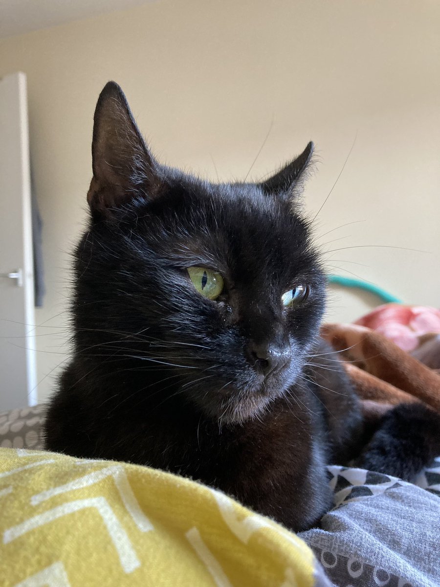 _tempusfrangit's tweet photo. @godmachineuk Happy Thursday! Thought you might enjoy seeing our newest family member, her name is Ripley 🐱 https://t.co/XGBtsXh0F0