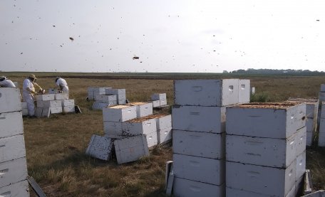 A new breed of #honey #bees provides a major advance in the global fight against the parasitic #Varroa mite, new research shows. The invasive mite has been the prime threat to honey bees since its initial expansion 50 years ago. 🐝 exeter.ac.uk/news/research/…