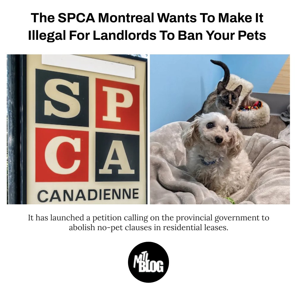 The SPCA Montreal Wants To Make It Illegal For Landlords To Ban Your Pets

Full Article Here! 👉 mtlblog.co/czjt

#mtlblog
#montreal
#montrealnews