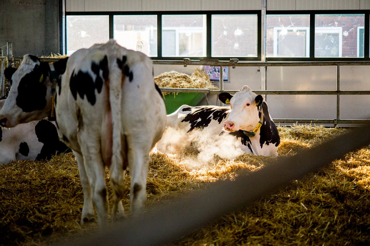NFW en HVHL zoeken een melkveehouder die in een vereniging van melkveehouders, kennisinstellingen en aanbieders van producten en diensten, wil stoppen met drijfmest en wil omschakelen naar natuurinclusieve circulaire productie: 
noardlikefryskewalden.nl/nieuws/deelnem…
#veehouder #circulareconomy